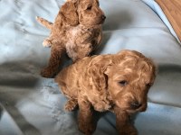 MUHTEŞEM A KALİTE F2 MALTİPOO BEBEKLER