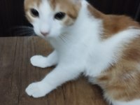 5 aylık kedime yuva arıyorum