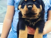 Sahibine bağlı Rottweiler yavrular