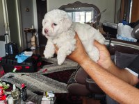MALTESE TERRİER YAVRULAR A KALİTE