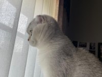 Biblo gibi scottish fold kızımız
