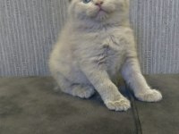 DAMIZLIK SAFKAN IRK SCOTTISH FOLD BLUE