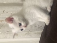 Minik scottish fold kuzularımız sahiplendirilecektir