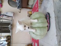Pomeranian kimliği var doğum tarihi 10/07/2024