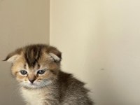scottish fold golden 2.5 aylık