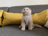 Lilac Scottish fold cinsi yavrumuza aile arıyoruz