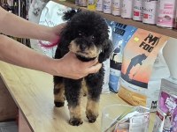 10 AYLIK DİŞİ KORE TOY POODLE