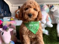 Kahve tonlu mini boy sevimli yavrular MALTİPOO CİNSİ