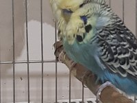 Sahiplendirelecek muhabbet kuşu