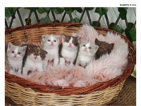 Bicolor british shorthair yavrular rezerveye açık