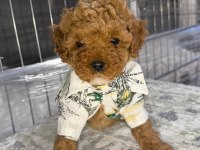 micro kore teacup poodle