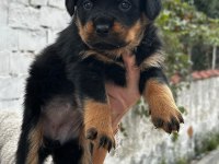 Macar kafa rottweiler