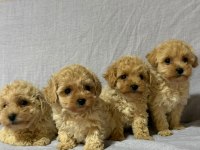 Morkie köpekler