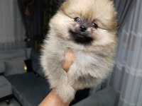 Orjinal ayı surat pomeranian boo bebekler