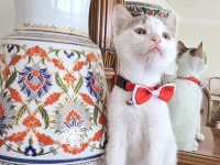 KİBAR SURATLI KEDİMİZ KIZIM FERİHA