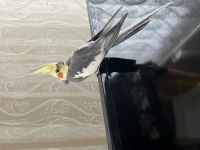 Sultan papağanı 2 yaşında