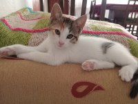 ANTALYA ÜRETİM EVİNDEN KURTARILAN YAVRU KEDİLER