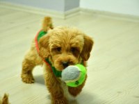 Oyuncu Maltipoo Bebeğimiz