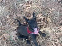 A kalite sağlam kan hattı malinois