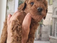 Safkan Toy Poodle Yavrularımız