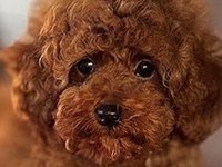 Toy Poodle Bakımlı Köpeğimiz