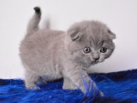 Eşsiz Kalitede Gri Scottish Fold Shorthair 