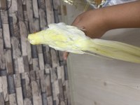 4 KELİME KONUŞAN ERKEK SULTAN PAPAĞANI