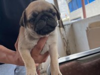 Sağlıklı pug mops yavrularımız