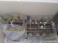 Satılık Muhabbet Kuşları Toplu