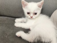 British shorthair 2 adet dişi