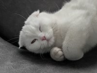 Scottish fold kedimiz 1 yaşında