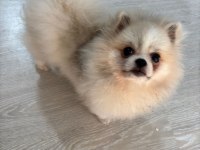 Minik Pomeranian Prensesim