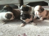 Shih tzu şitzu yavruları