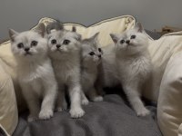British shorthair güzellikler