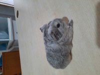 Sheltie ginepig yavrumuz