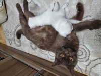 British Shorthair çikolata kızımız