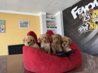 TÜRKİYENİN EN GÜZEL MALTİPOO YAVRULARI RENK RENK ANKARA