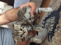 British shorthair yavrular 6 tane