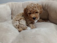 45 günlük dişi maltipoo