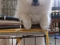 Pomeranian bebeklerim