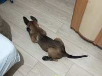 2 aylık safkan belçika kurdu