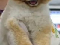 Kendi yetiştirdiğim köpeğimin pomeranian yavruları