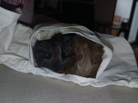 Dişi ve erkek guinea pig ilanı
