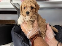 Babyface Maltipoo Yavrularımız