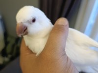 Albino kırmızı göz monk papağanı