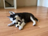 HARİKA MASMAVİ GÖZ HUSKY YAVRULAR