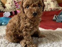 Boy kilo garantili saf kan toy poodle
