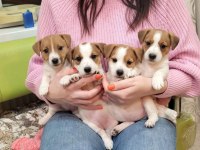Jack russell bebek köpekler