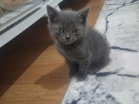 Blue point ve gri kedilerim