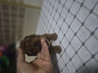 Toy poodle bebeğimiz